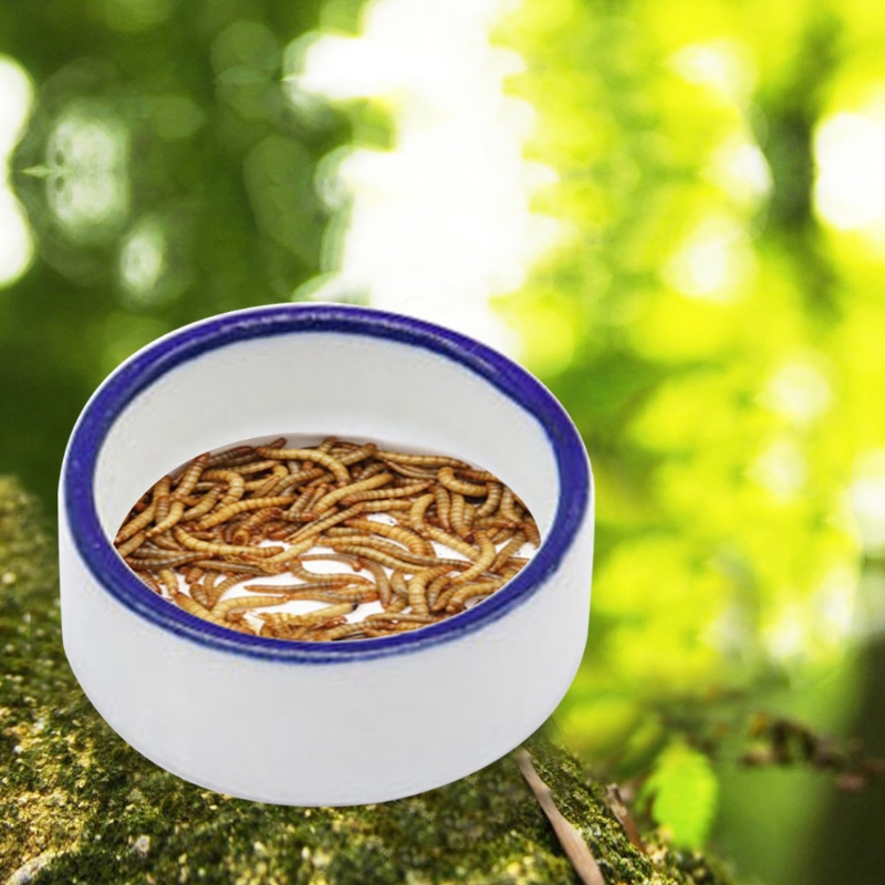 Reptile Bowl Spider Water Dish - Water Dish Reptile 评论和价格